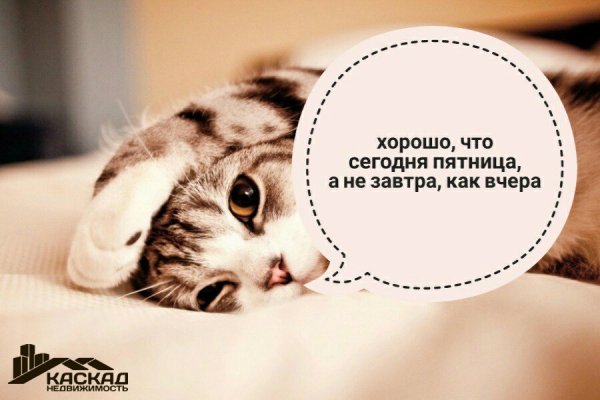 Утро пятницы коты