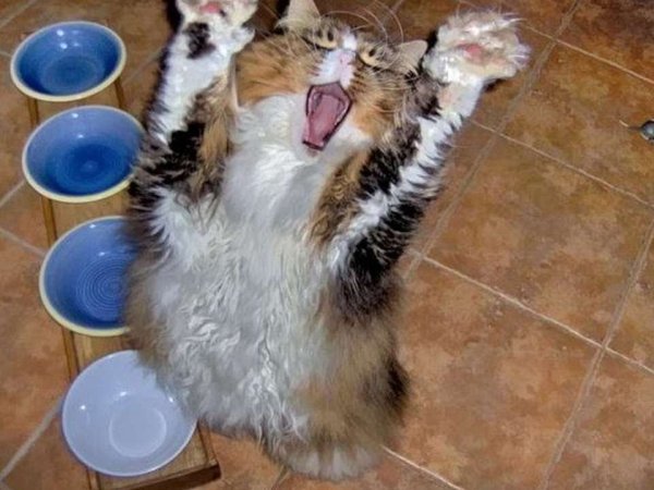 Пятничный кот