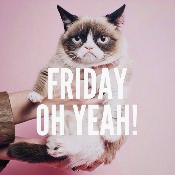 Пятничный котик