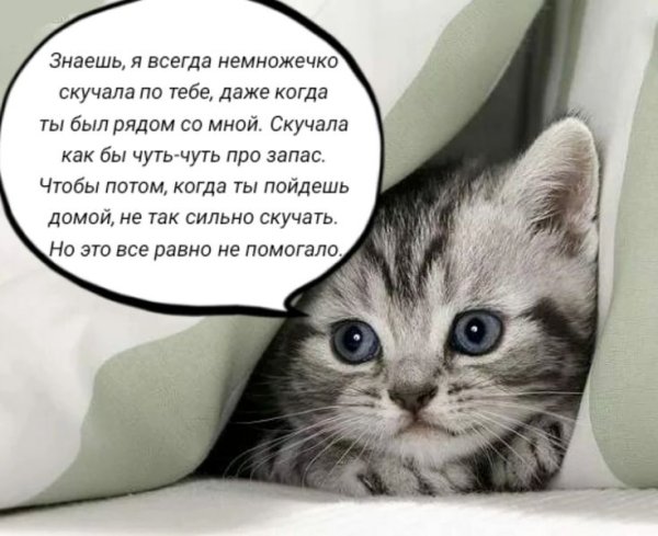 Пятница котики