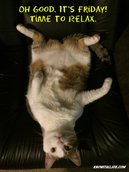 Кот пятница