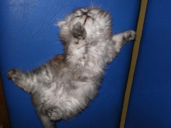 Ура пятница котики