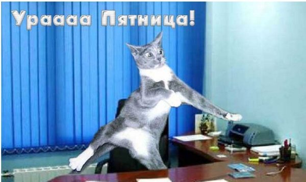 Пятница кот прикол