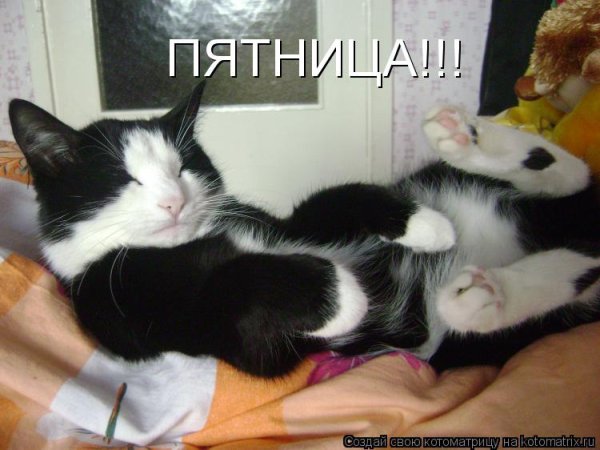 Прикольные котики с пятницей