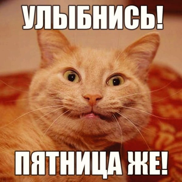 Пятница котики