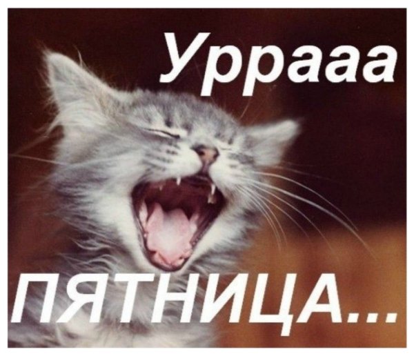 Ура пятница кот
