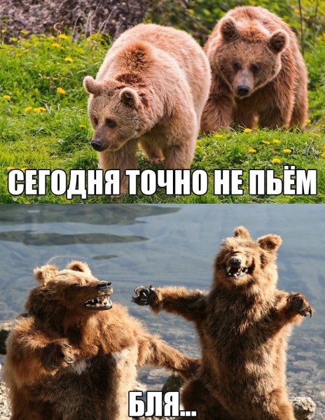 Мемы с медведем