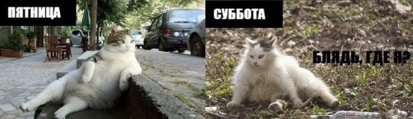 Кот пятница