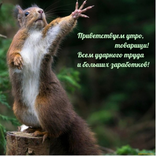 Прикольные приветствия