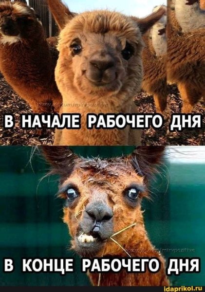 Прикол дня