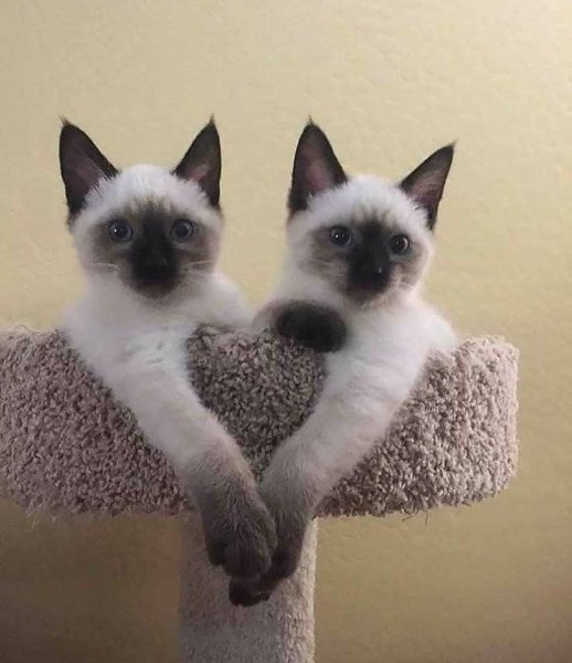 Сиамская кошка