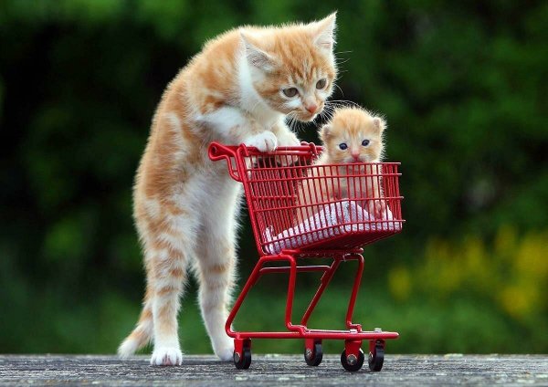 Прикольные котята