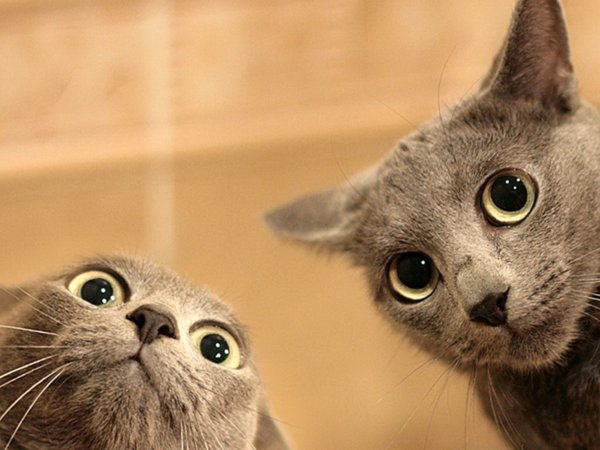 Классные коты