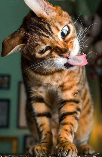 Самый смешной кот