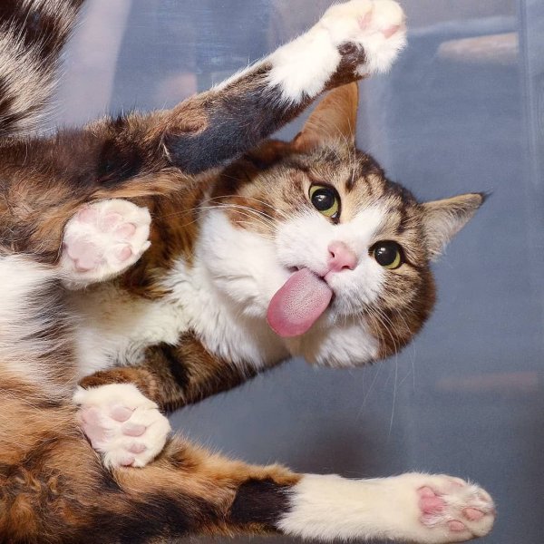 Кошачьи эмоции