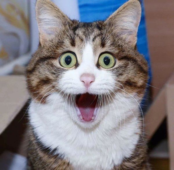 Смешные лица котов