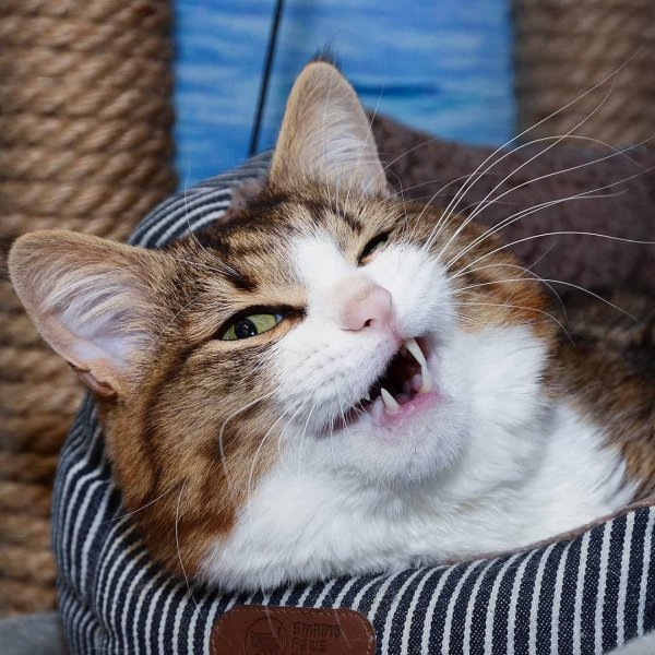 Смешная рожа кота