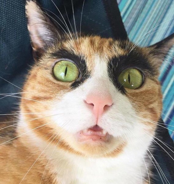 Смешной кот