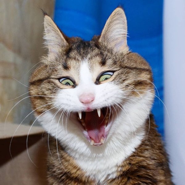 Смешное лицо кота