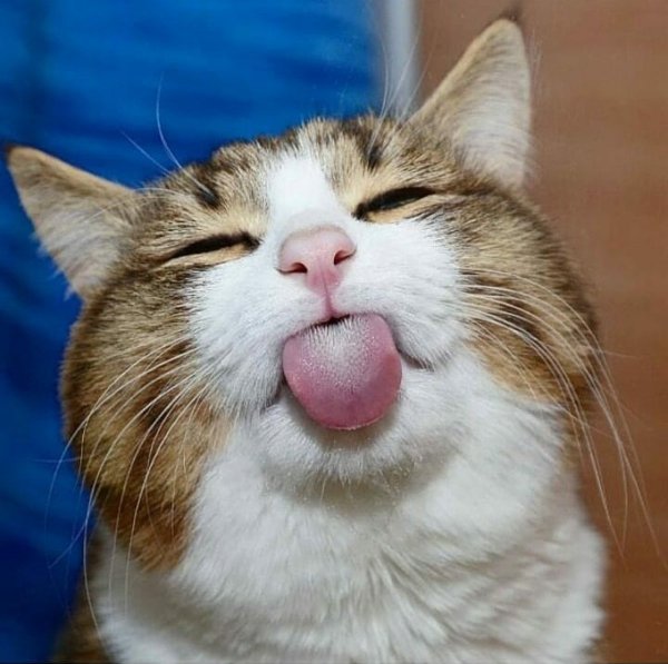 Довольный котик