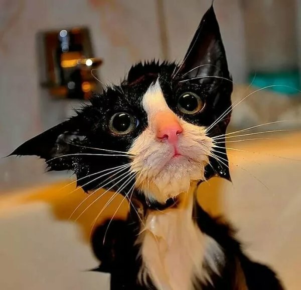 УГАРНЫЙ кот