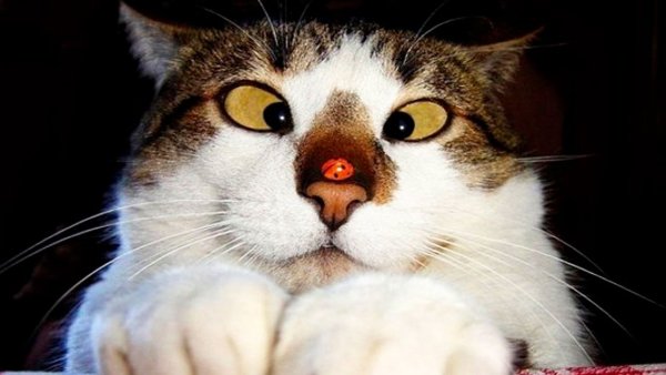 Прикольные коты
