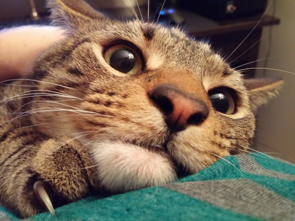 Веселый котик