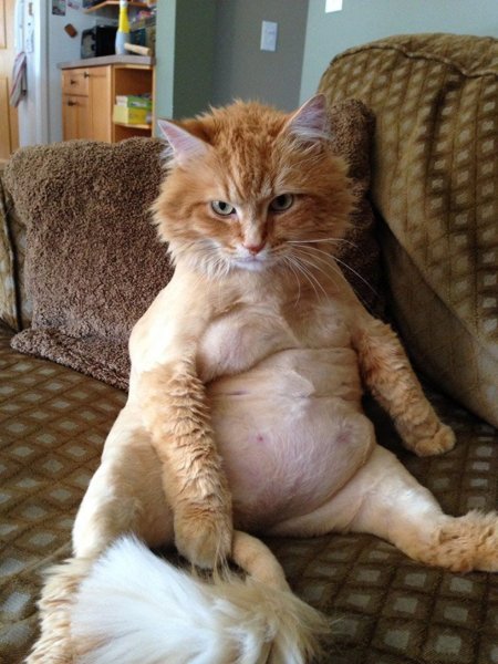 Угарные коты