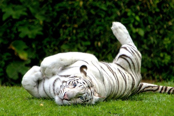 С белым тигром