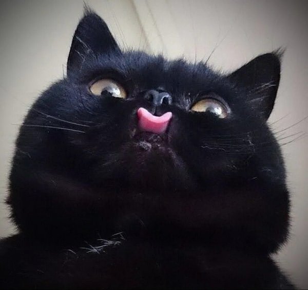 Чёрный кот