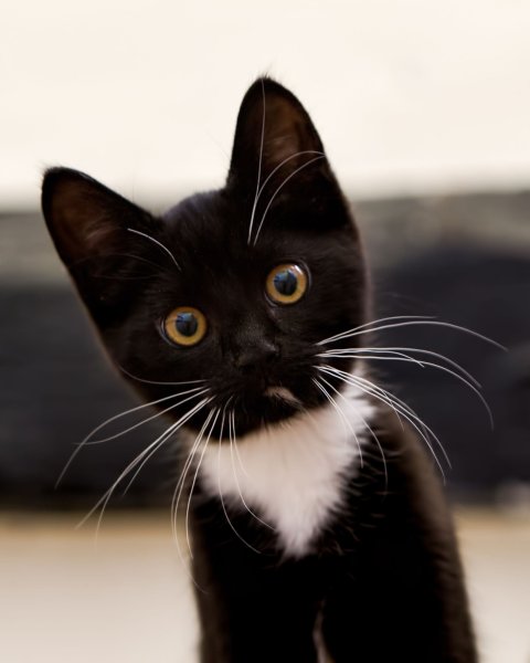 Кошечка черная