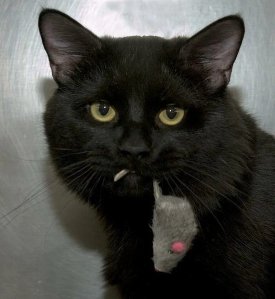 Смешные черные коты