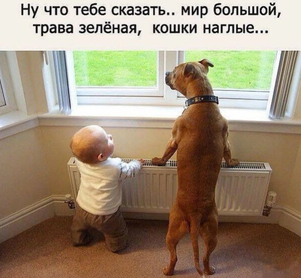 Картины с приколами с надписями
