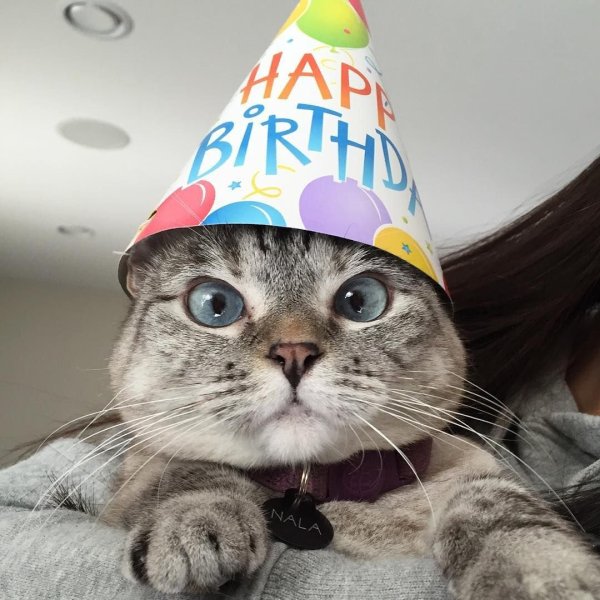 Коты в колпаках