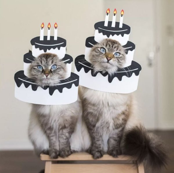 С днём рождения с котиками