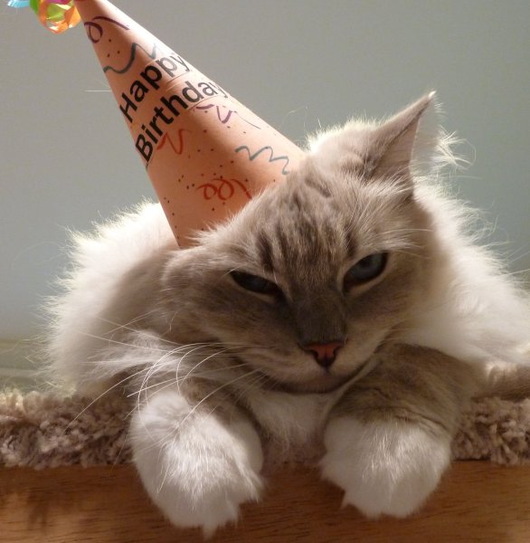 Котейка с днем рождения