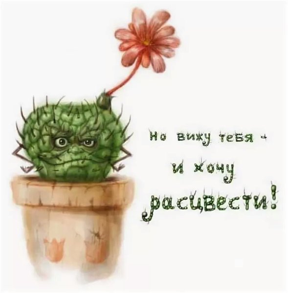 Прикольный Кактус