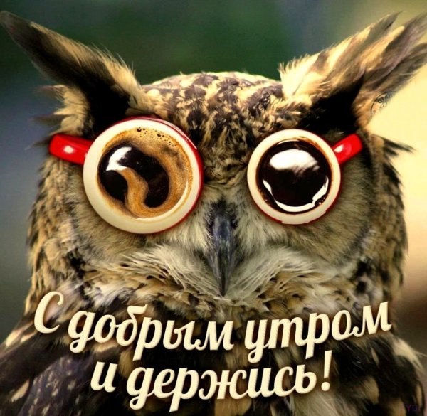 Смешные поздравления с добрым утром