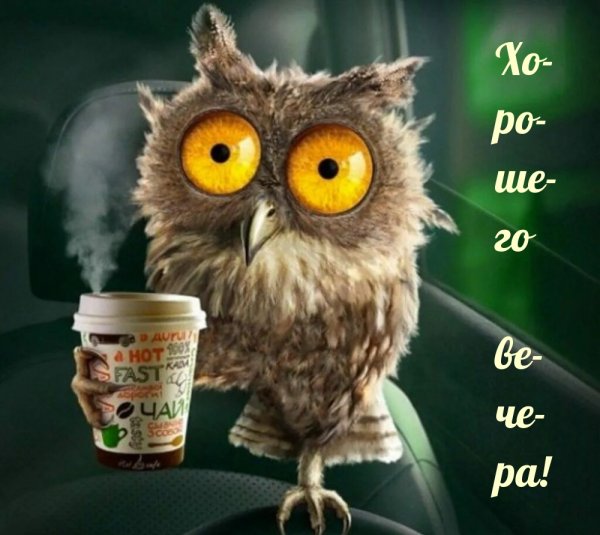 Сова с кофе