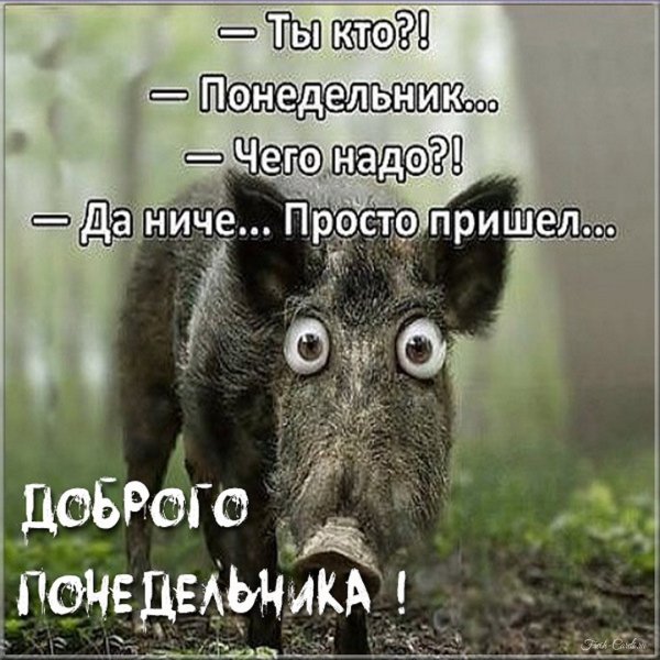 С понедельником прикольные