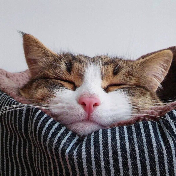 Доброе утро котики