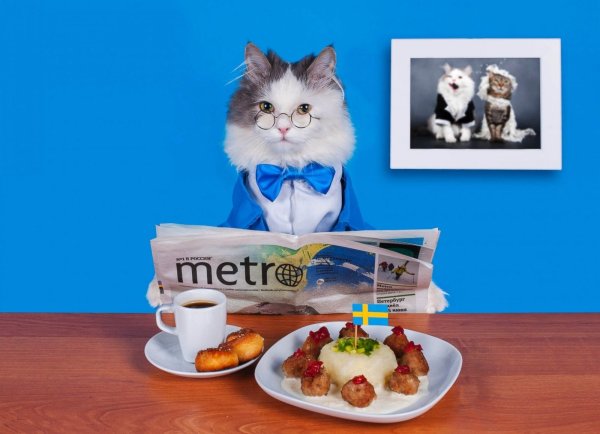 Доброе утро котенок