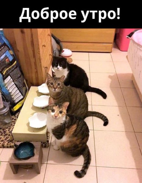 Прикольные коты с добрым утром