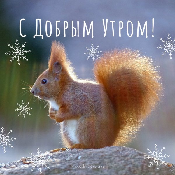 Доброе зимнее утро с белочкой