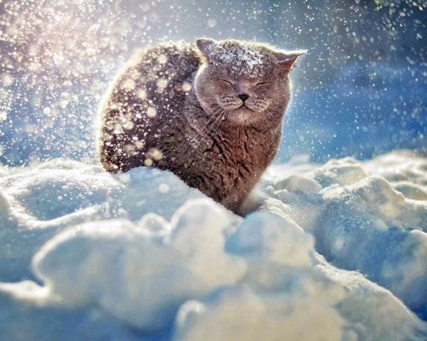 Котик в снегу