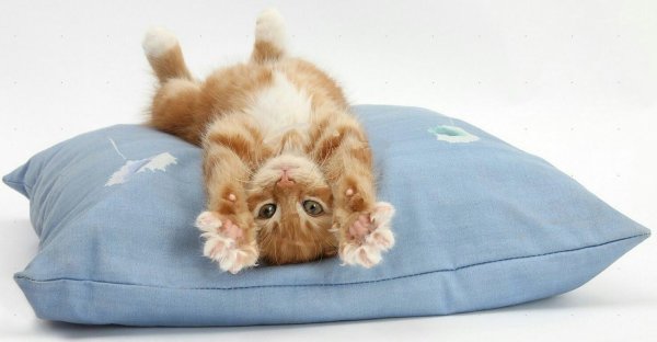 Подушка котик