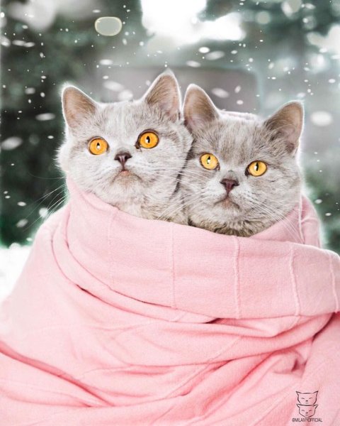 Доброе зимнее утро с котиками