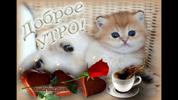 Доброе утро котенок
