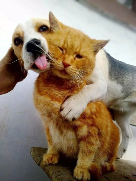 Котики и со бачкибачки
