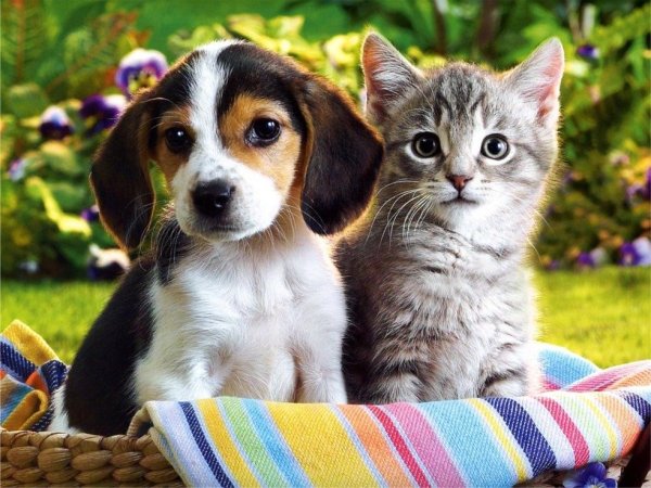 Собачки и кошечки